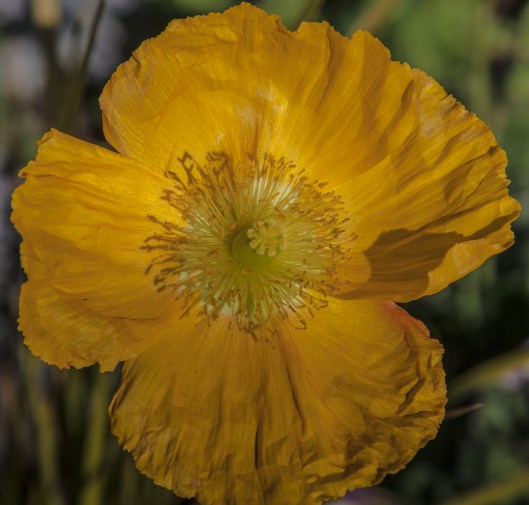 yellow flower close up
