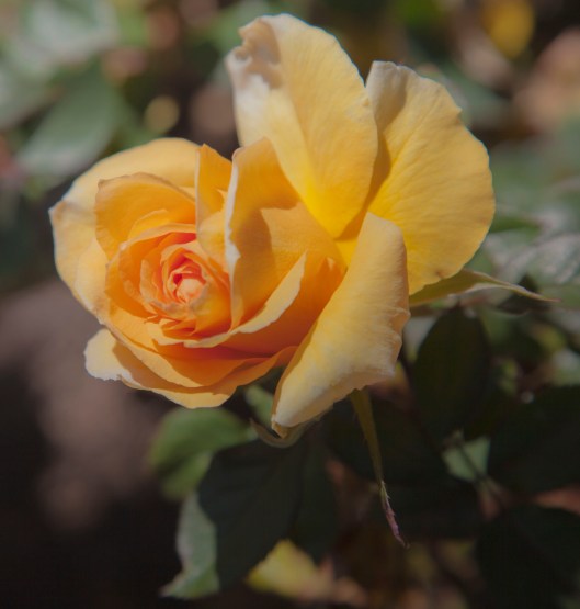 yellow rose garden