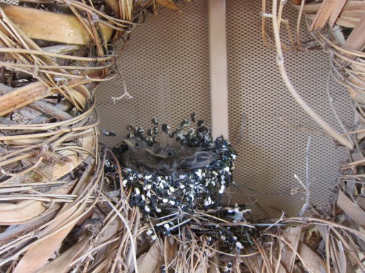 birds in nest 001