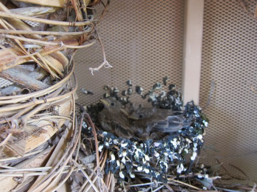 birds in nest 002