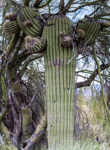 cacti many formations