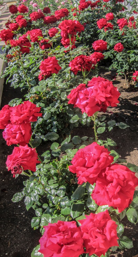 lots of red roses