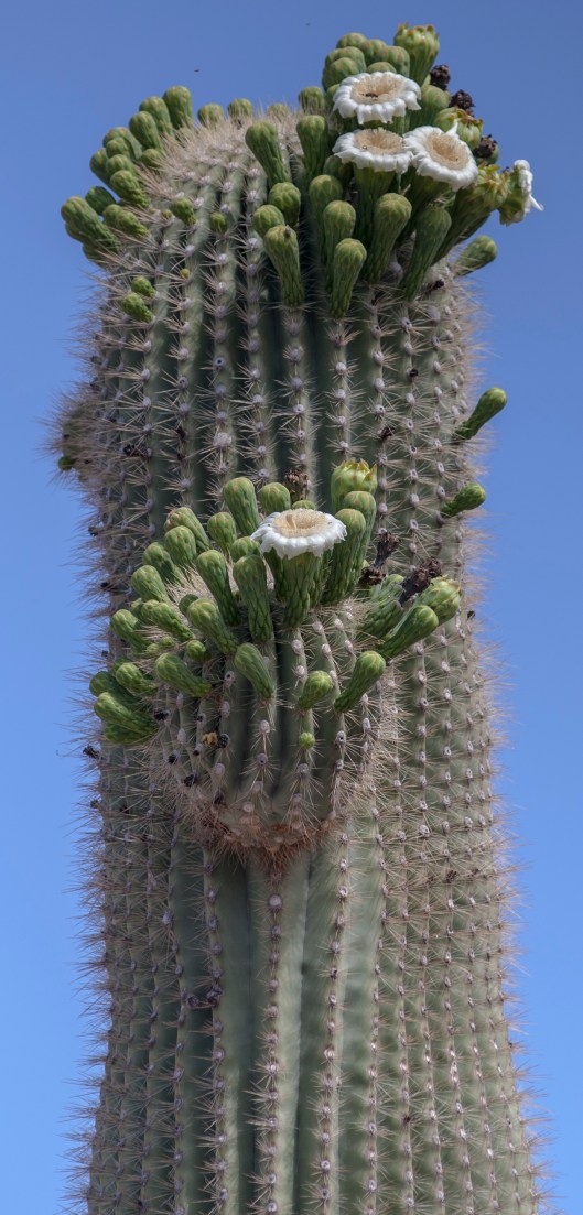 saguaro flowers