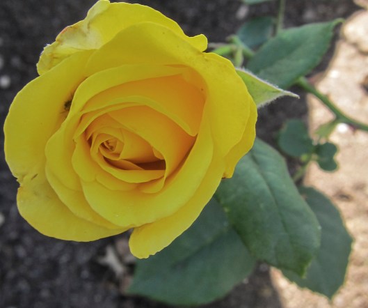 yellow rose2