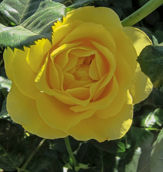 yellow rose3
