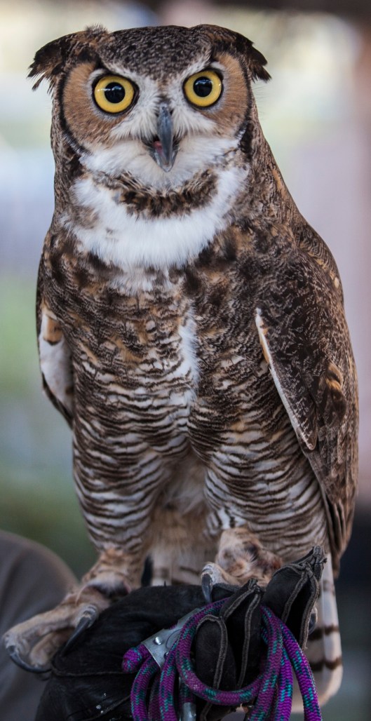 great horned owl3best