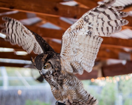 great horned wing span1