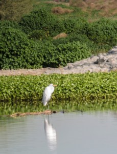 2015_01_28_Tres Rios 2 January 28_0266