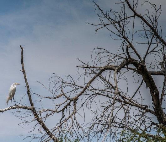 Kito Botiko White Ingret