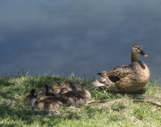 mama ducks on bike path
