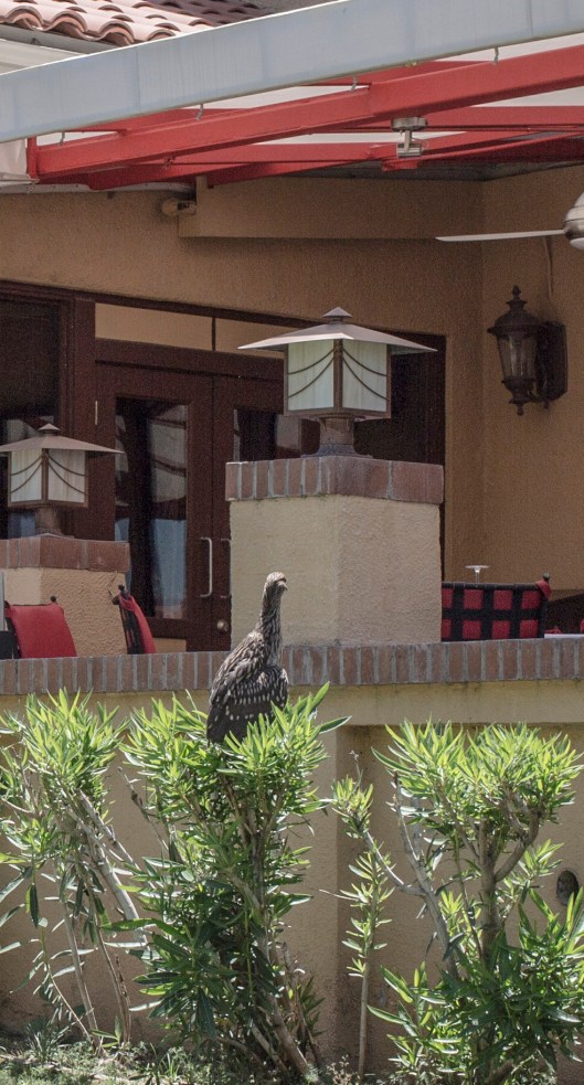 komarand waiting for dinner