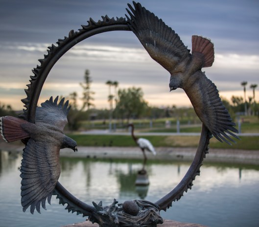 birding fountain hills 2