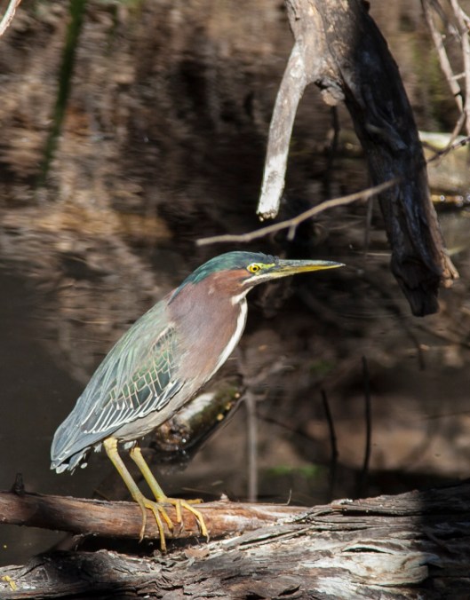 ingret log 3 hassayampa