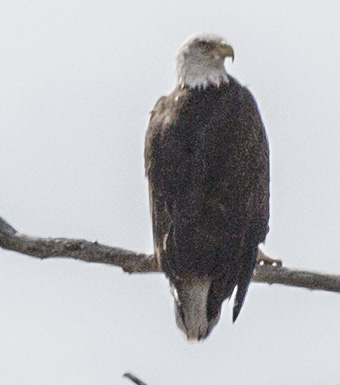 bald eagle dead horse