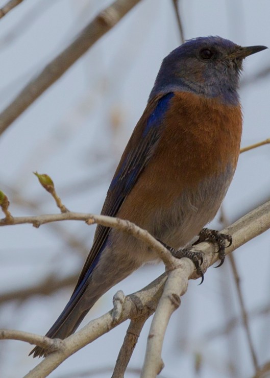 bird dead horse branch 2