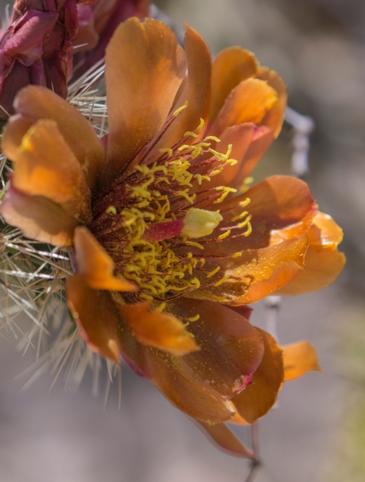cholla flower2 a