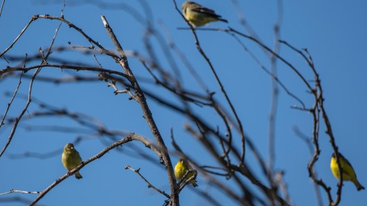 finches in tree1