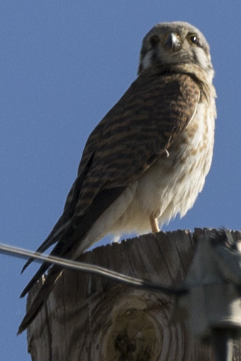 hawk back yard pole2