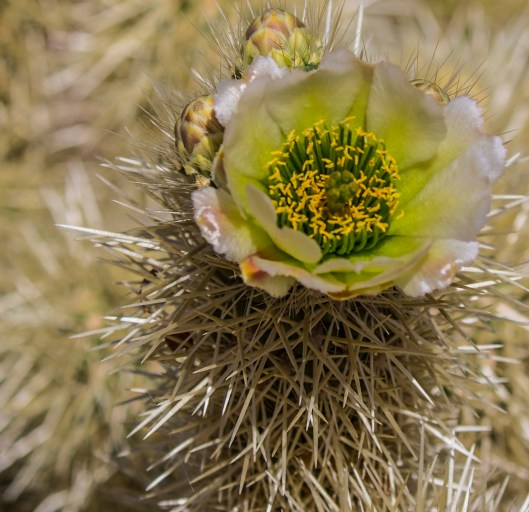 jumping cactus flower1