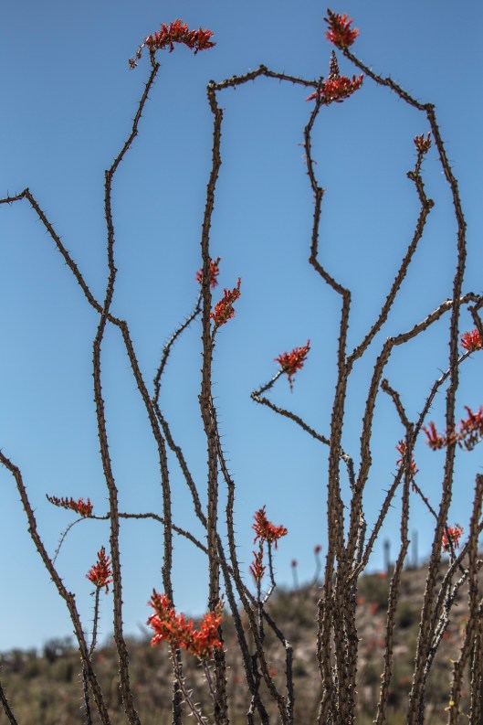 ocotillo1