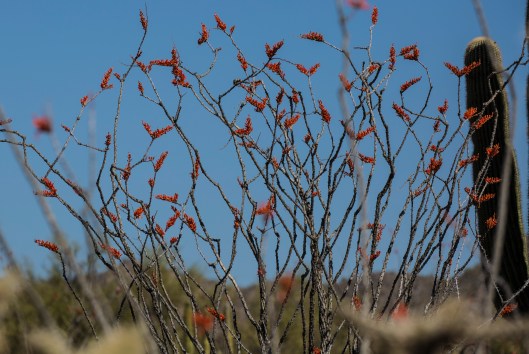 ocotillo2