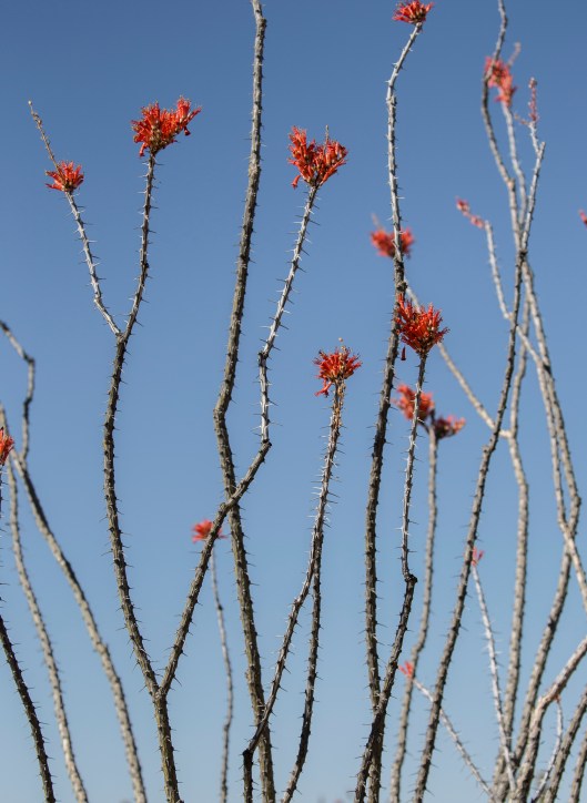 ocotillo4