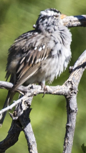 puffy bird orange beak