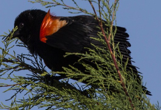 red wing blackbird in tree2