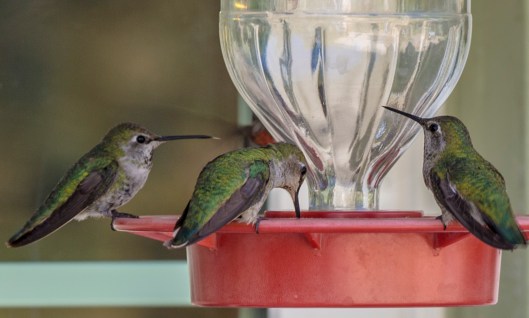 3hummers3