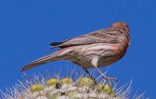 bird on cacti1