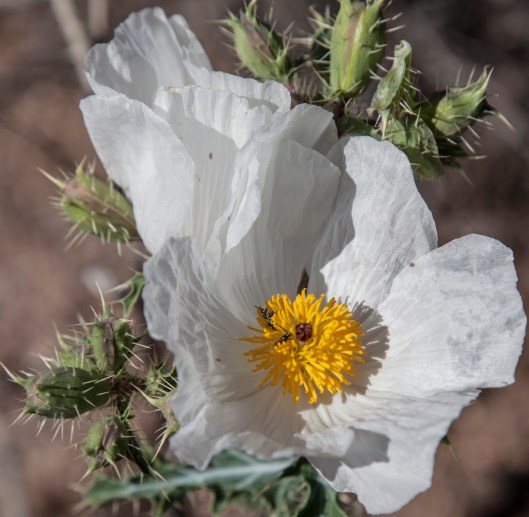 white poppy1