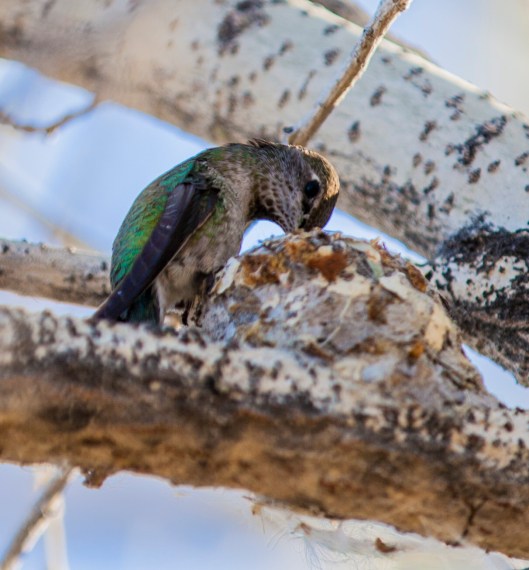 humingbird nest gilbert