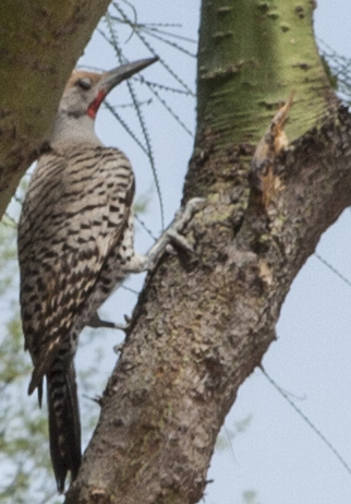 ladderback woodpecker