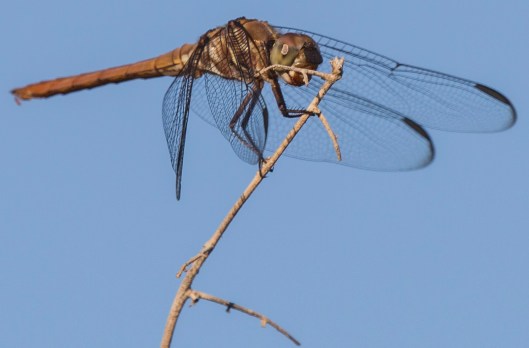 dragon fly2