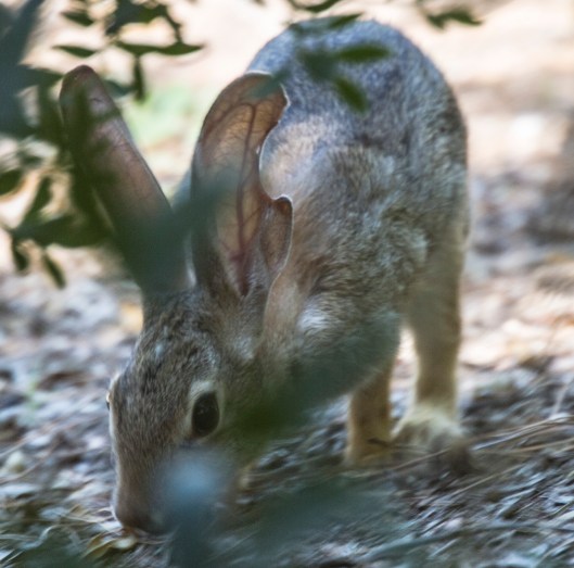 rabbit missing ear