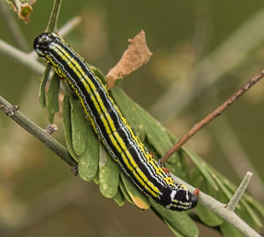 catapillar1
