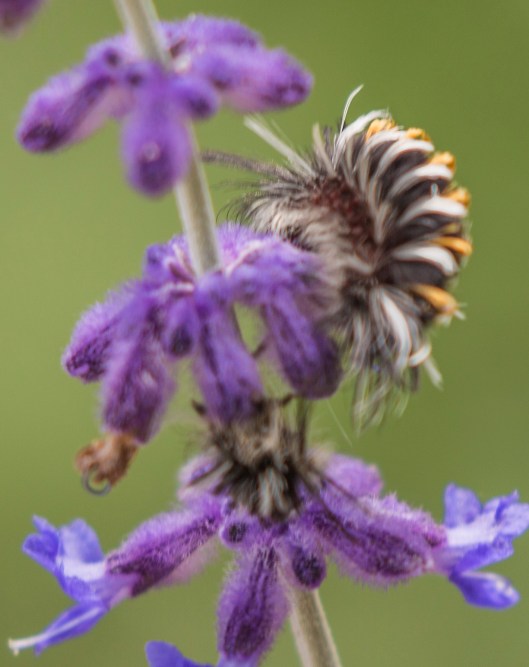 Milkweed Tassock Moth Caterpillar