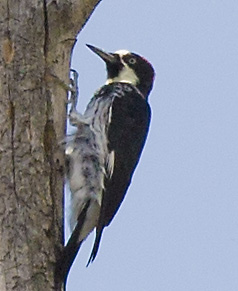 woodpecker3