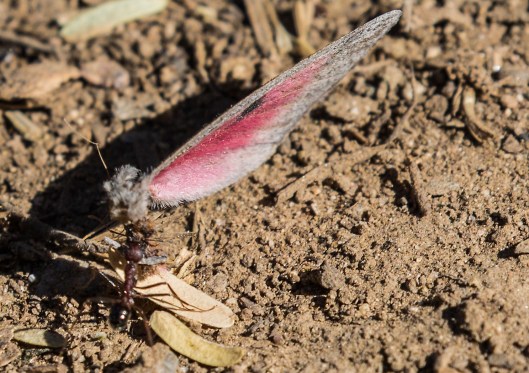 ant-carrying-butterfly-wing