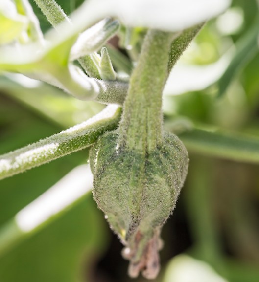 beginning-stage-of-eggplant2