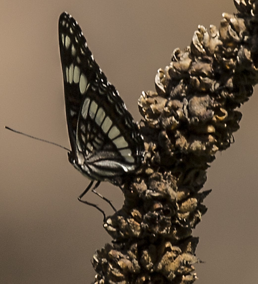 black-white-butterflly-branch