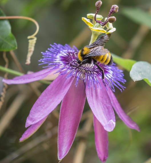 purple-flower-with-bee