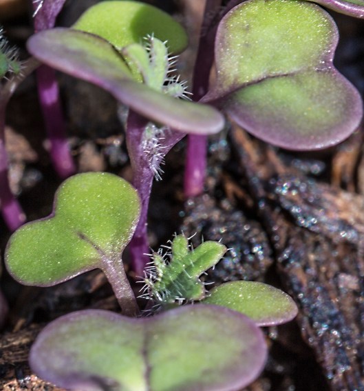 seedlings-in-the-garden-2