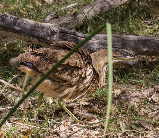 ambittern1