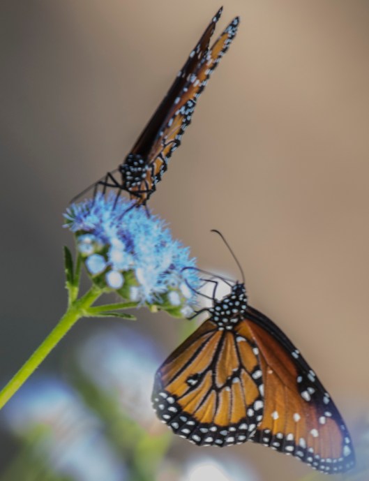 butterflys-2