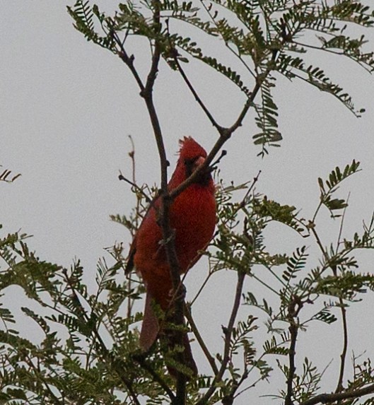 cardinal2