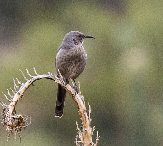curve-billed-thrasher