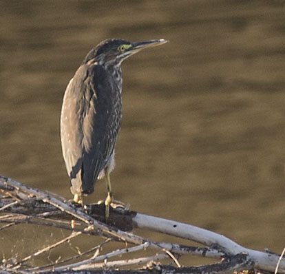 green-heron2