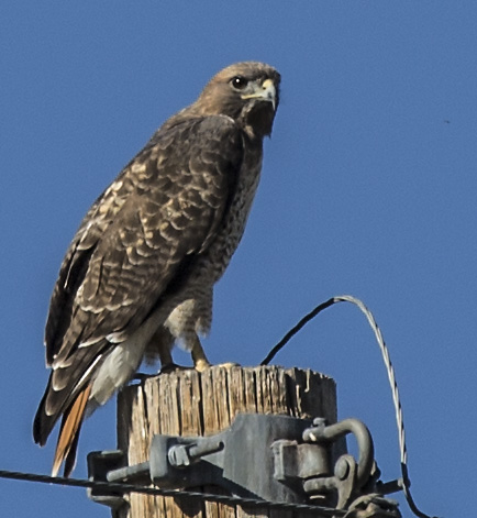 red-tail-hawk2