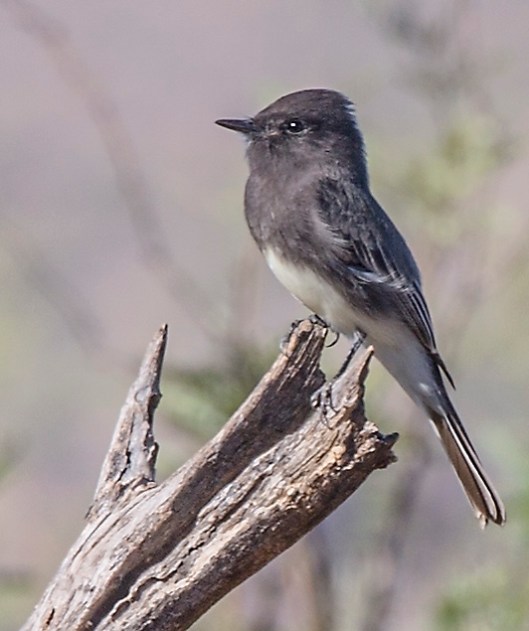 black-phoebe
